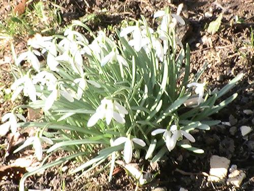 Kleines Schneeglckchen(Galanthus nivalis(L.))
