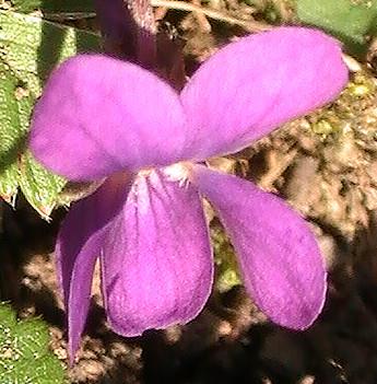 Blte des Waldveilchens(Viola reichenbachiana(Boreau))