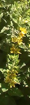 Punktierter Gilbweiderich(Lysimachia punctata(L.))