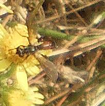Dungwaffenfliege(Sargus bipunctatus) Weibchen