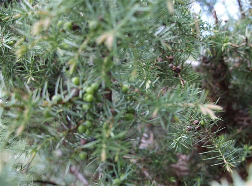 Beerenfrmige Zapfen des Heide-Wacholder(Juniperus communis(L.)) aus diesem wie letzten Jahr