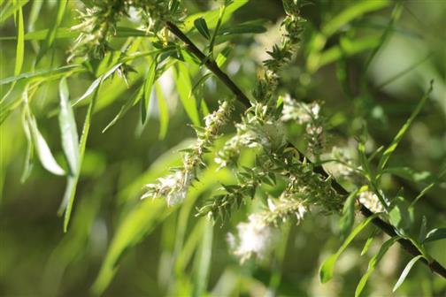 Blten einer Korbweide(Salix viminalis(L.))