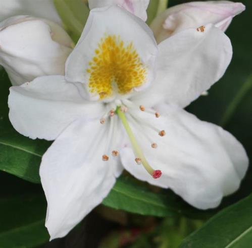 Blte eines weien Rhododendrons(