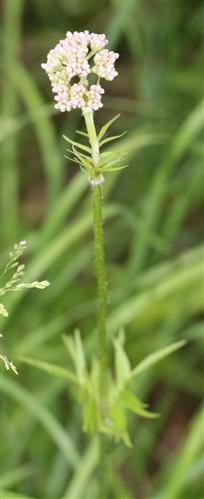 Echter Baldrian(Valeriana officinalis(L.)) knospend