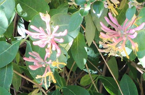 Blüten einer Etrusker Heckenkirsche(Lonicera etrusca(L.))