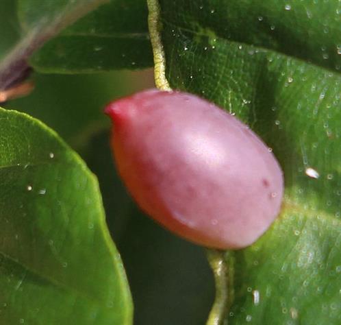 Galle einer Buchengallmücke(Mikiola fagi)