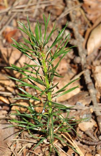 Junge Waldkiefer(Pinus sylvestris(L.))
