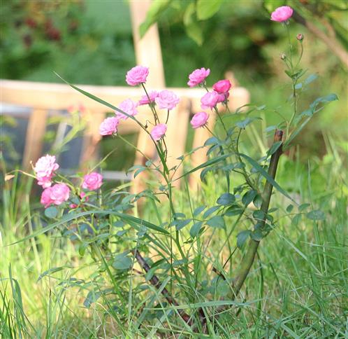 Kleiner Rosenstrauch mit rosafarbenen Blüten(Rosa(L.))