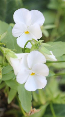 Weißes Stiefmütterchen(Viola)