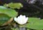 Weie Seerose(Nymphaea alba(L.))