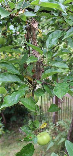 Diesjhriges Gespinst der Apfel-Gespinstmotte(Yponomeuta malinellus(Zeller 1838))
