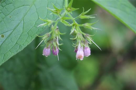 Blüte des Echten Beinwells(Symphytum officinale(L.))