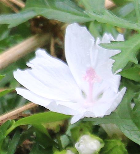 Blüte der weißen Moschus-Malve(Malva moschata(L.) Alba)