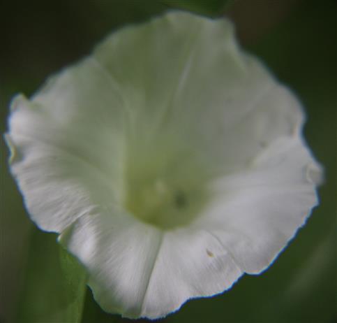 Blüte der Echten Zaunwinde(Calystegia sepium(L.) R. Br.)