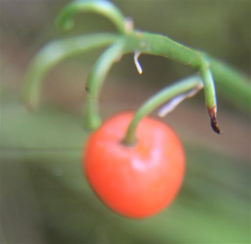 Maiglöckchen(Convallaria majalis(L.)) - die letzte Beere eines Fruchtstandes