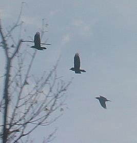Drei Krähen(Corvus) im Flug