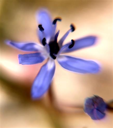 Blüte des zweiblättrigen Blausterns(Scilla bifolia(L.))