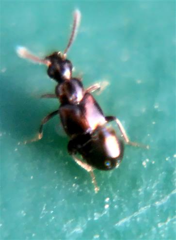 Pselaphidae(Trissemus antennatus(Aube 1833))