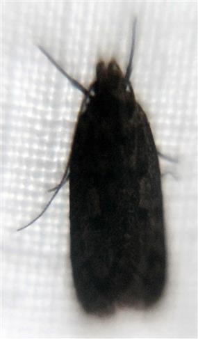 Ein weiteres Individuum der Samenmotte(Hofmannophila pseudospretella(Stainton 1849)) 01