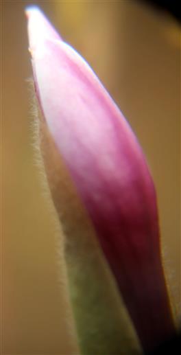 Blüte bzw. Knospe einer Purpur-Magnolie(Magnolia liliiflora(Desr.))