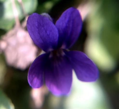 Duftveilchen(Viola odorata(L.))