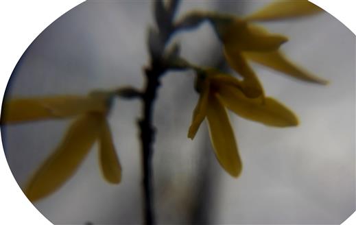 Blüten einer (Garten-)Forsythie(Forsythia x intermedia(Zabel))