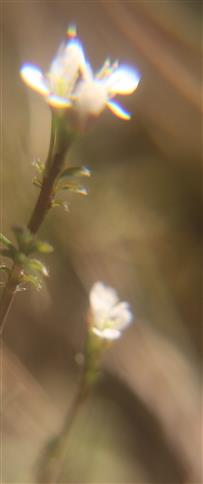 Blten der Acker-Schmalwand(Arabidopsis thaliana((L.)Heynh.)