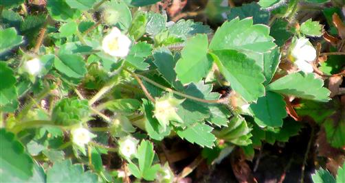 Blten einer Wald-Erdbeere(Fragaria vesca(L.))