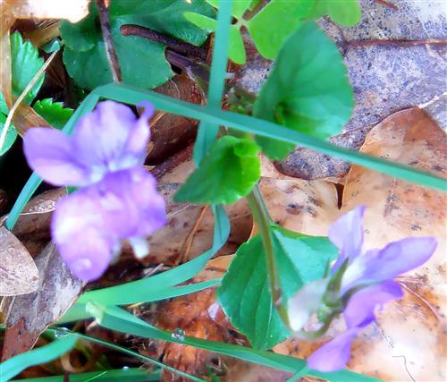 Waldveilchen(Viola reichenbachiana(Boreau))