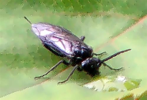 Schwarze Getreideblattwespe(Dolerus nitens(Zaddach 1869))