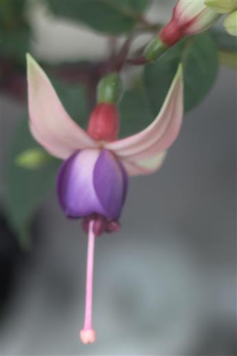 Blüte einer Fuchsie(Fuchsia(L.)
