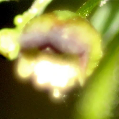 Blüte einer Knotigen Braumwurz(Scrophularia nodosa(L.))