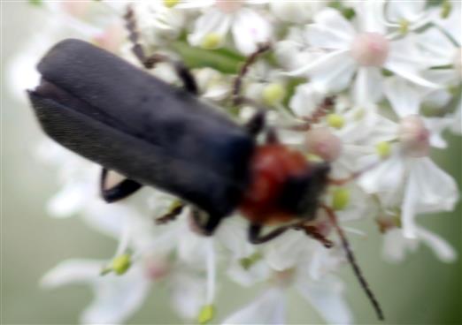 Gemeiner Weichkäfer(Cantharis fusca(L. 1758)) beim Blütenbesuch