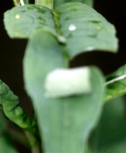 Abgebrochene Fertigstellung einer Blattrolle von einer Blattschneiderbiene(Megachile) am schmalblättrigen Weidenröschen(Epilobium angustifolium(L.))