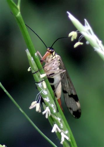 Gemeine Skorpionsfliege(Panorpa communis(L. 1758))(weiblich)