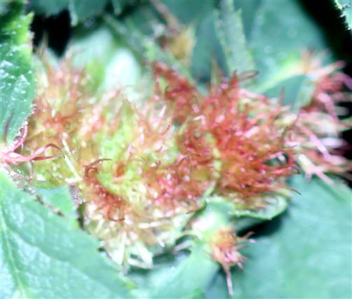 Schlafapfel der Schlafapfel-Gallwespe(Diplolepis rosae(L. 1758))