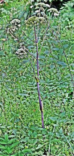Wald-Engelwurz(Angelica sylvestris(L. ))