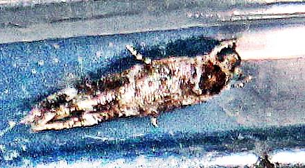 Fransenmotte(Mompha subbistrigella(Haworth 1828))
