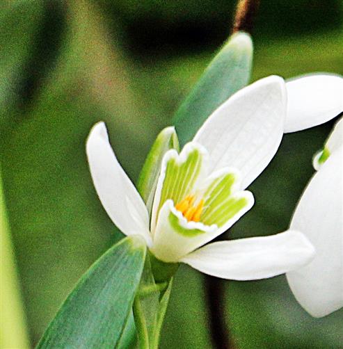 Blüte eines kleinen Schneeglöckchens(Galanthus nivalis(L.))