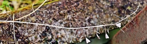 Gewöhnliches Hirtentäschel(Capsella(Medik.) bursa-pastoris) vom letzten Jahr