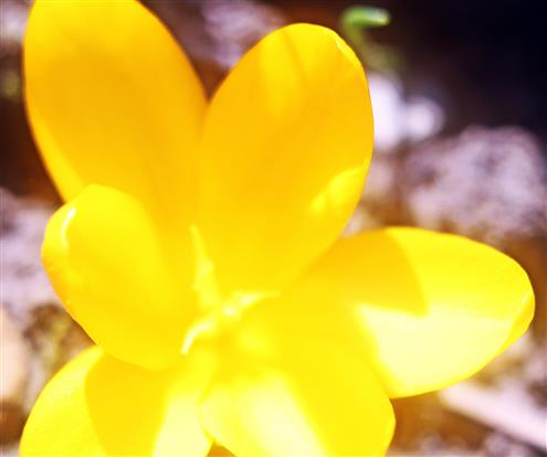 Blüte des Kleinen Krokus(Crocus chrysanthus(Herb,))