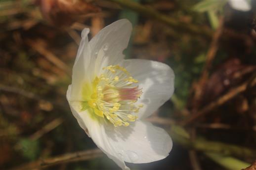 Blüte einer Schneerose(Helleborus niger(L.))