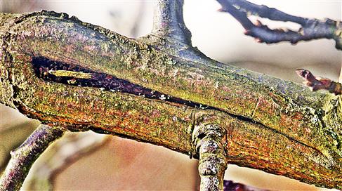 Überwallung einer Verletzung am Zweig einer Pflaume(Prunus domestica(L.))