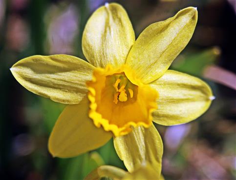 Blüte einer Osterglocke(Narcissus pseudonarcissus(L.))