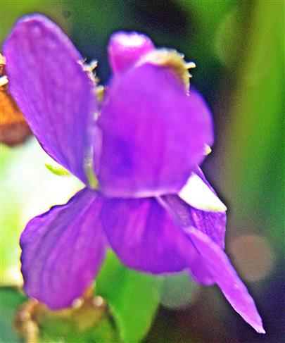 Duftendes Veilchen(Viola odorata(L.))