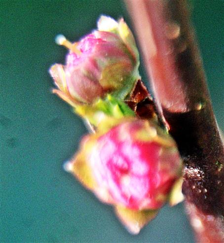 Knospende Mandelblüten(Prunus dulcis(Mill.) D. A. Webb)