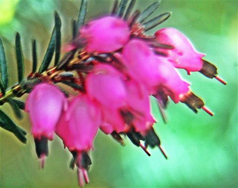 Blüten einer Schneeheide(Erica carnea(L.))