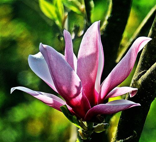 Blüte einer Purpurmagnolie(Magnolia liliiflora(Desr.))
