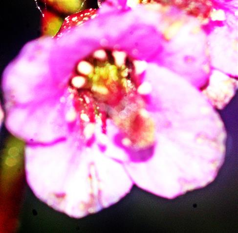 Blüte der Herzblättrigen Bergenie(Bergenia cordifolia(Moench))
