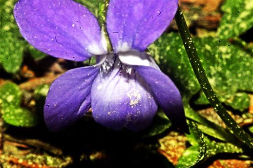 Blüte eines Waldveilchens(Viola reichenbachiana(Boreau))